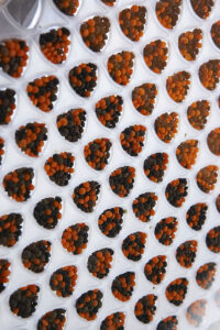 Moxie Surfaces - O5M4437